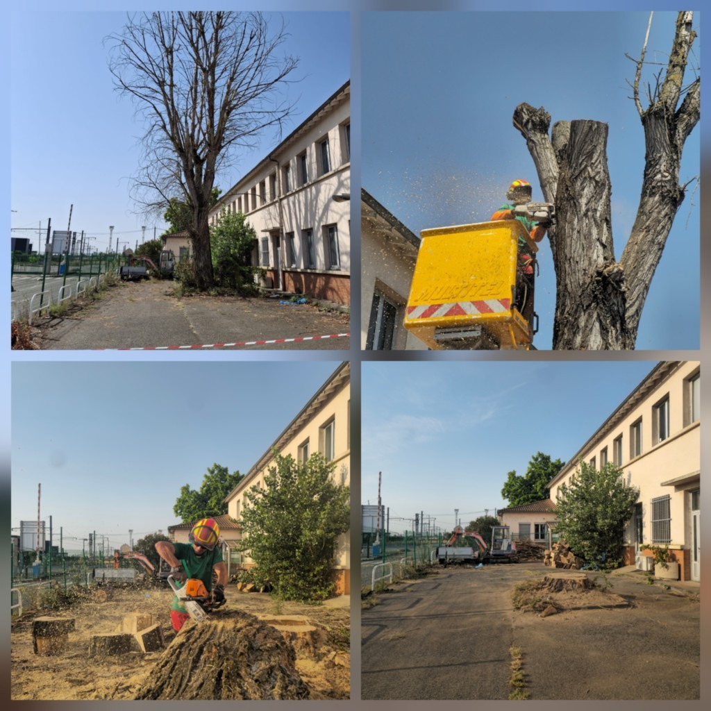 Abattage peuplier en urgence pour SNCF 