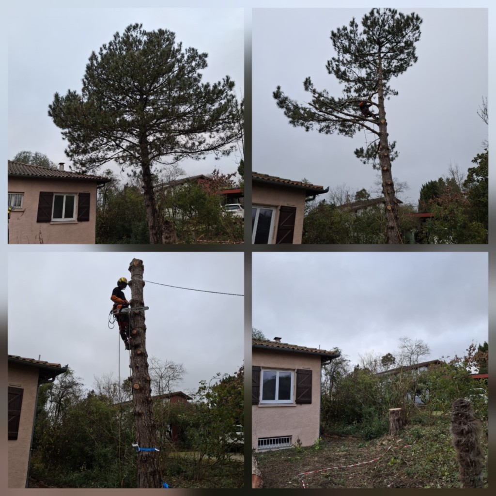 Abattage Pin noir Toulouse