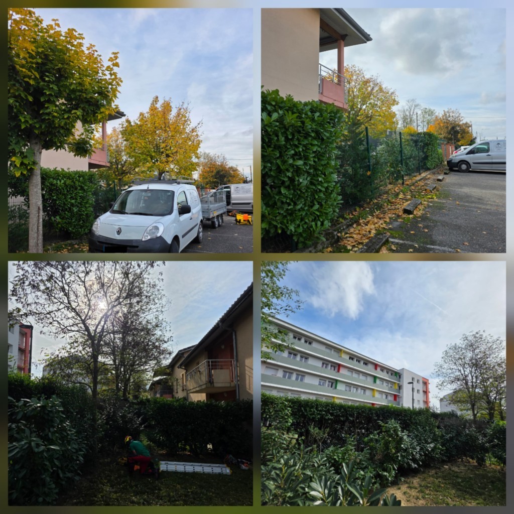 Abattage 2 acacias et 1 erable à AUTERIVE