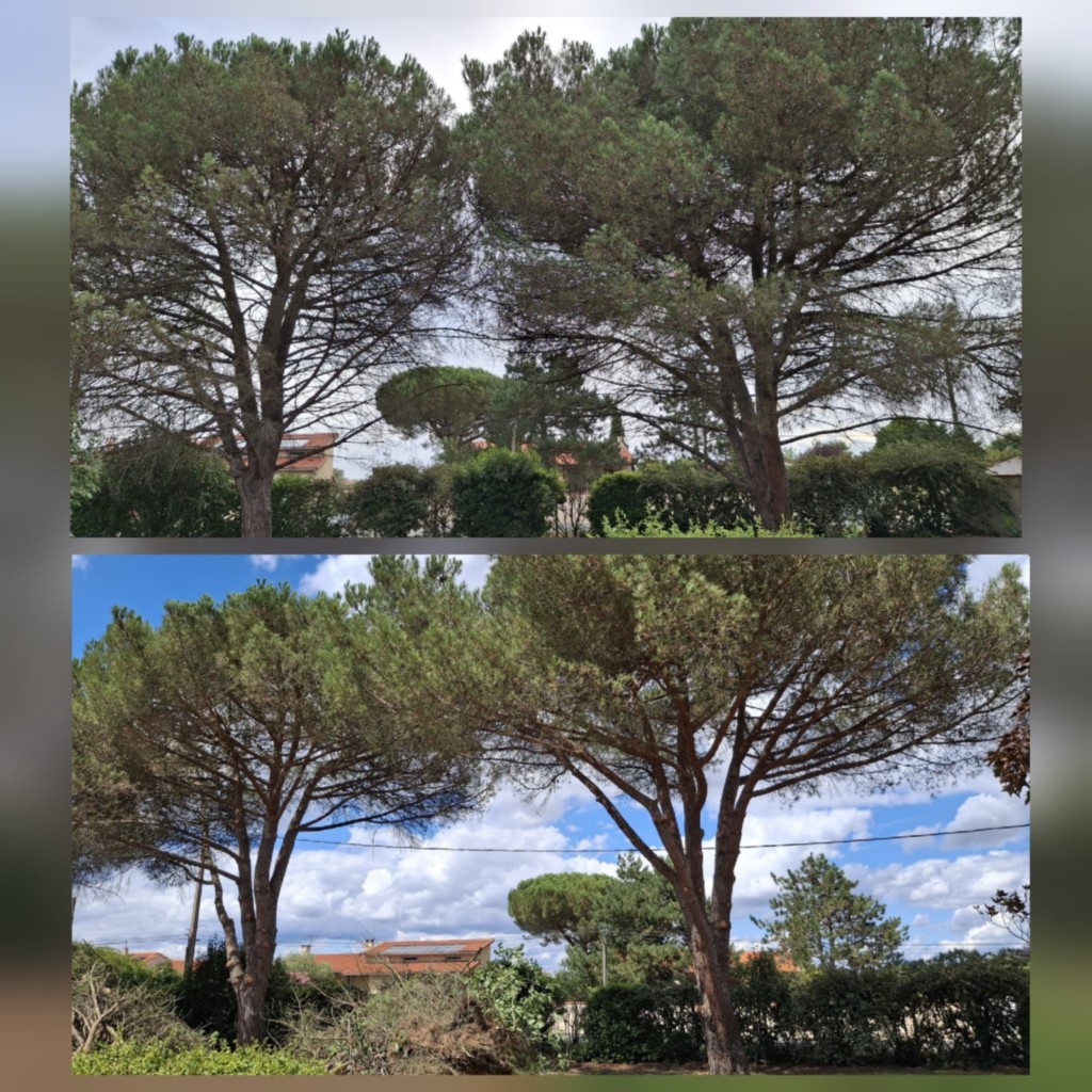 Taille de 2 Pins à 31600 Muret